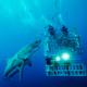 Illustration for article titled This Photo Really Gives a Perfect Idea of the Terrifying Size of a White Shark